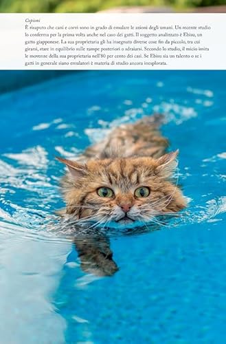 111 Cose Sui Gatti Che Devi Proprio Sapere - 9