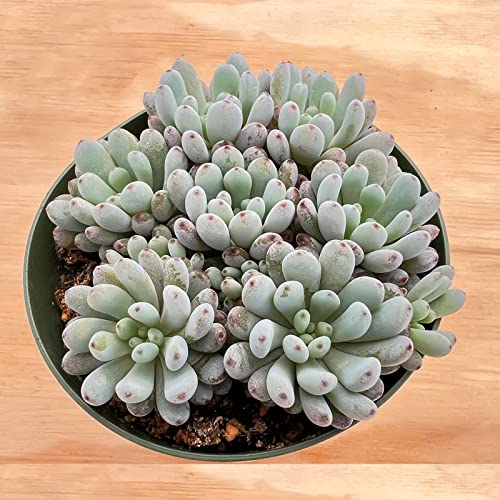 Graptopetalum Pachyphyllum 'Bluebean', Live Succulent Fully Rooted In 4" Pot With Soil Mix, Rare House Plant For Home Indoor Holiday Wedding Garden Decor, Diy Projects, Party Favor Gift For Her #TOP2