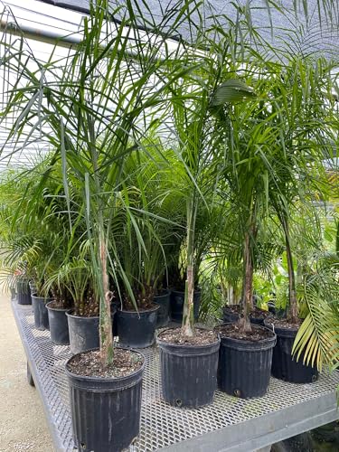 Queen Palm, Cocos Plumosa – Tropical Exotic Plant, Low Maintenance, Air Purifying Garden Plant, Year-Round Outdoor Live Plant, Ideal for Patios, Landscapes (3gal Pot, 3-4ft)