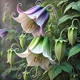 22Day Seeds: Seeds Cathedral Bells Mix/Cobea/Perennial Flowers