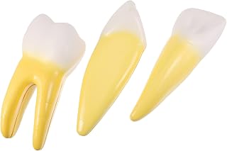Mannequin Human Body Model Dental Model Implant Analysis : Bridge Demonstration Teeth Model Education Studying Teaching Display Tooth Model for Adult and Children 3pc Mannequin