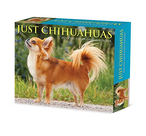 Preisvergleich Produktbild Chihuahuas 2024 Calendar