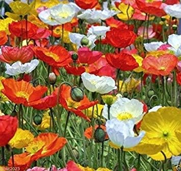 Iceland Poppy Mezcla de 5000 semillas, rosa, amarillo, naranja, rosa, blanco, crema y bicolores