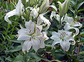 Casa Blanca Oriental Lily Bulbs - 5 Bulbs