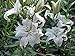 Casa Blanca Oriental Lily Bulbs - 5 Bulbs