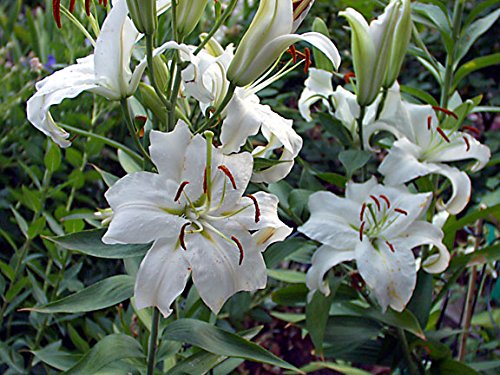 Daylily Nursery Casa Blanca 5-Pack