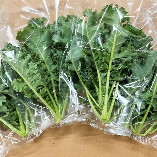 サラダケール (冷蔵) 計300g以上 (約75g×4P) 農薬不使用 水耕栽培 (植物工場栽培) | ケール サラダケール 野菜