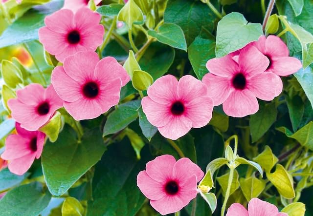 Thunbergia alata Rose Sensation | Black Eyed Susan | 3 Plug Plants