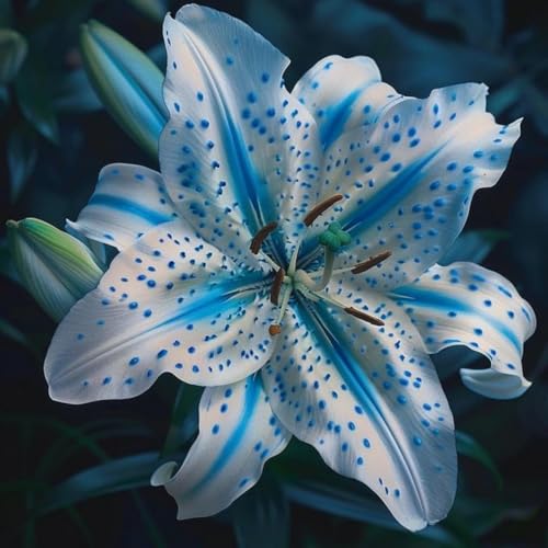 Naturale Giglio bulbi,Piante perenni,Giglio pianta vera,resistenti al freddo,Tagliare,Facile da curare(non artificiali)-4 Bulbi-B