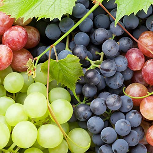 300Pcs Mixed Grape Seeds For Planting Sweet Grape For Wine Making Fruit Dessert #TOP4