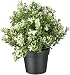 Ikea Artificial Potted Plant, Thyme, 9.5 Inch