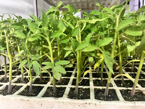 Plantel de Huerta, Pack de 10 Unidades, 5 tomate y 5 Lechugas Trocadero, Kit de Huerto, Plantines para Ensaladas