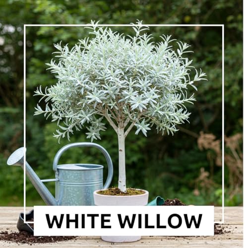 One White Willow Tree - Silver Leafs Shimmer in The Sun - One Cutting to Grow, Beautiful Outdoor Shade or Privacy Trees