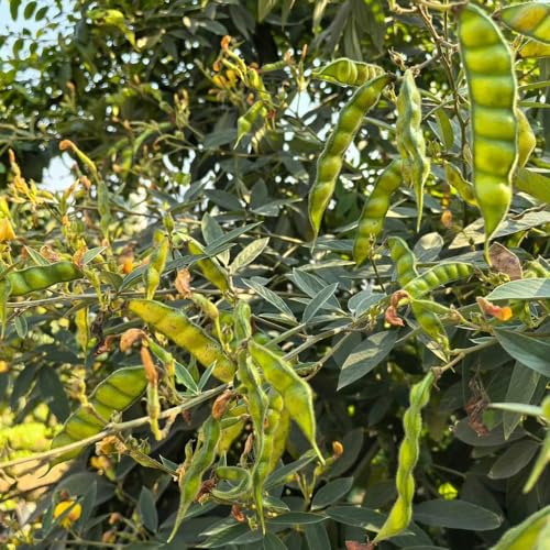 comprar semillas de frijol arbustivo antiguas judías macetas resistentes 25pcs