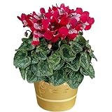 花のギフト社 シクラメン ギフト プレゼント 花 鉢植え 鉢花 誕生日 4号鉢 赤 ジックス レッド
