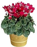 花のギフト社 シクラメン ギフト プレゼント 花 鉢植え 鉢花 誕生日 4号鉢 赤 ジックス レッド
