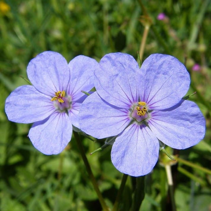 Plant World Seeds - Erodium Gruinum Seeds (Perennial Flower Seeds)