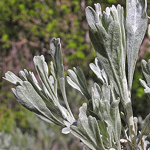 Qauzuy Garden 40 Black Sagebrush Artemisia Nova Seeds | Bulk No Filler Heirloom Perennial Shrub/Bush/Tree Seeds, Drought-Tolerant & Easy To Grow & Maintain #TOP3