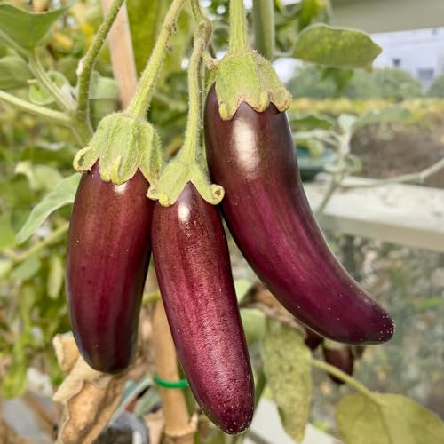 PREMIER SEEDS DIRECT - Aubergine - Little Fingers - 75 Seeds