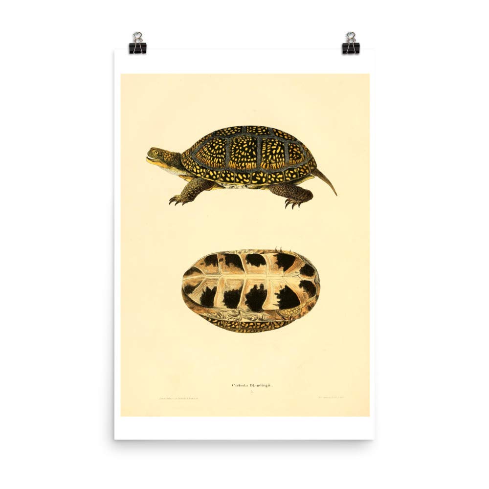 Poster nature tortue de Blanding 1836 idéal pour créer une ambiance rétro dans votre bureau