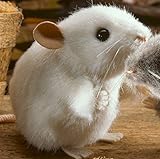 handgemacht in Deutschland Teddys Rothenburg Kösen, Maus, Pieps, 10 cm, liegend, weiß, Plüschmaus