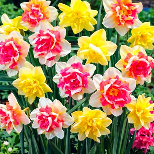 Pink Champagne Double Daffodil Bulbs Pink & Yellow Ruffled Blooms Spring Flowering Narcissus Perennial Garden Bulbs (5 Bulbs)
