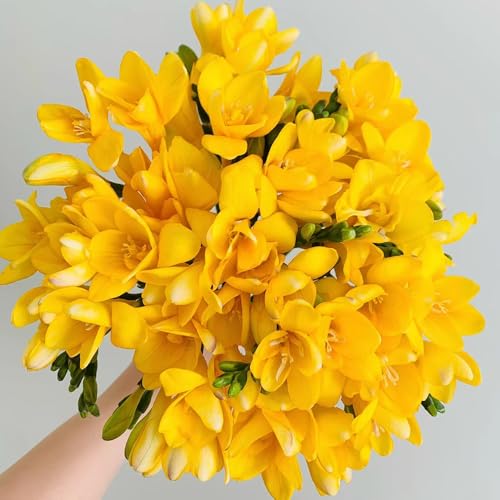 bulbos de fresia decoración floral plantas herbarias Los bulbos de flores son perennes, resistentes, Flores de balcón, bombachos de primavera, bulbos jardín de plantas plantas 20pcs