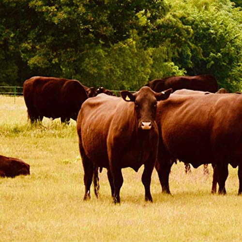 It's not the cow, it's the how! Podcast Por  arte de portada