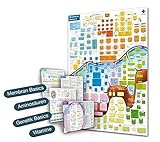 Biochemie Basics II, DIN A2 (gefaltet auf A4)