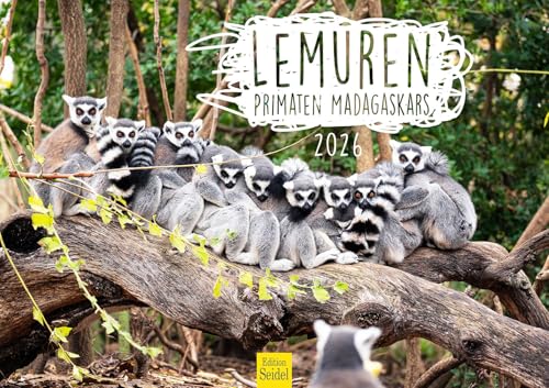 Edition Seidel Premium Kalender Lemuren Primaten Madagaskars 2026 Format DIN A3 Wandkalender Tierkalender Madagaskar Afrika Wildtiere Tiere Lemuren Halbaffen Affen
