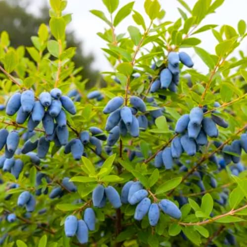 Haskap Plant Live Tree Live Honeyberry Plant 8-15 Tall Blue Haskap Berry Honeysuckle Plants for Outdoor Garden Planting