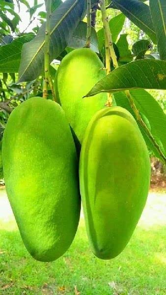 Bhumi Enterprise " Dasheri Mango " Hybrid 1 Healthy Live Plant (Fruit After 1 Year) (B0BTJ5QVMB) Amazon Price History, Amazon Price Tracker