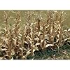 JTT Scenery Dried Corn Stalks 2" Tall 28/Pkg #1