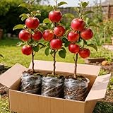 Apple Tree Saplings – 3 Live Apple Trees for Planting, Cold Hardy Fruit Tree Starts for Backyard Orchard, Garden & Container Growing
