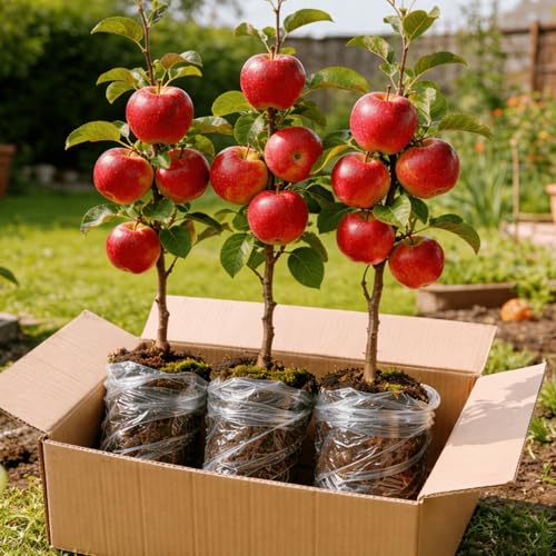 Apple Tree Saplings – 3 Live Apple Trees for Planting,