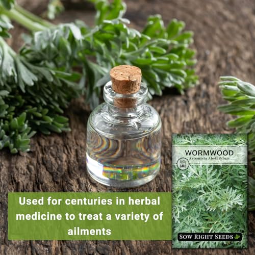 Sow Right Seeds - Wormwood Seeds for Planting - Non-GMO Heirloom Packet with Instructions to Plant & Grow an Outdoor or Indoor Herb Garden - Sagewort Repels Mosquitoes - Medicinal Worm Wood Herb (2) - Image 3