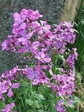  ScoutSeed Lunaria annua, Papageienpflanze, 40 Semillas, Samen, KÃ¶rner, Samen