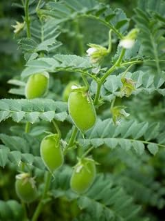30 Seeds Chickpea Seeds Chick Pea Bean Asian Indian Egyptian Pea Hummus Edamame Seed