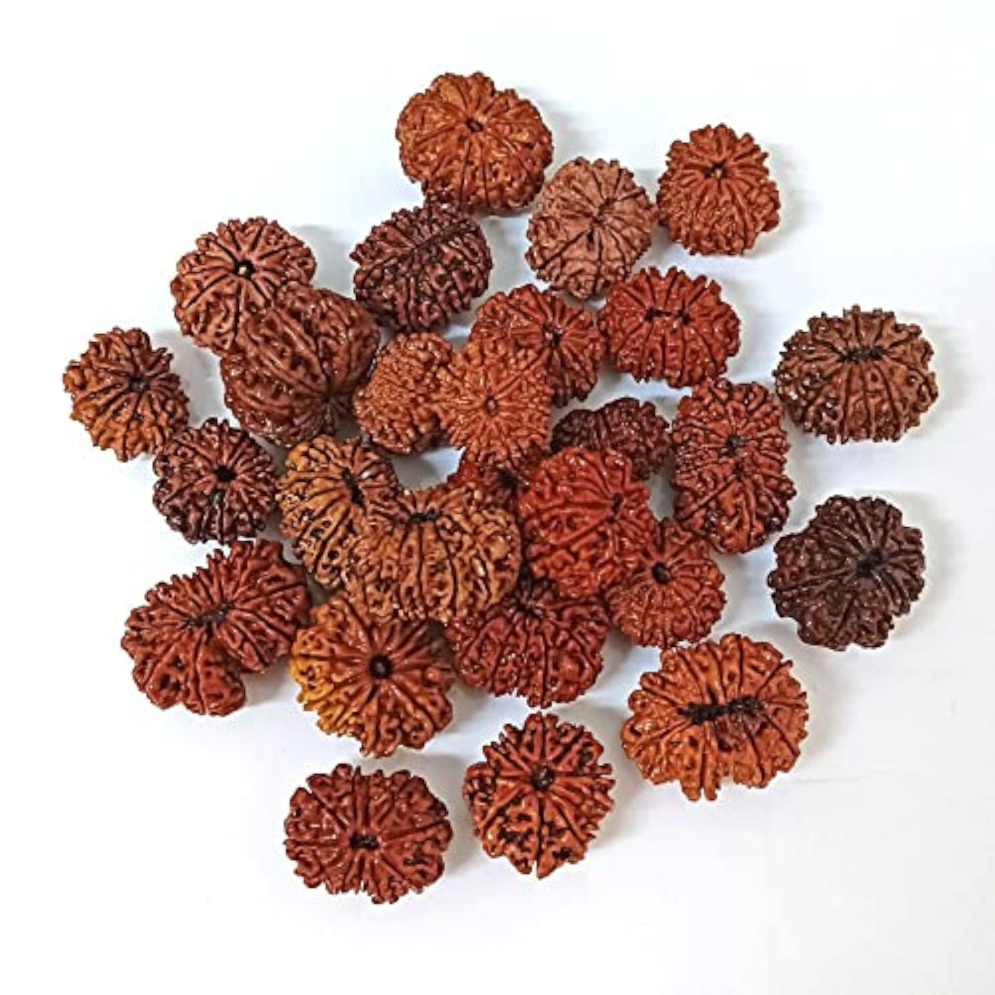 Natural 11 Mukhi Eleven Faced Nepali Rudraksh