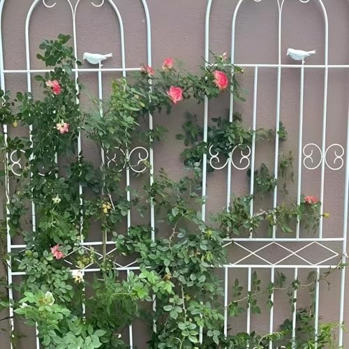 アイアン2枚組ガーデン ゴージャスアイアン バラ トレリス 柵 花壇 防錆 植物や花を保護庭 仕切り ドッグラン DIY おしゃれ ハイタイプ 目隠し 庭 ガーデニング 薔薇(B,200*50cm)