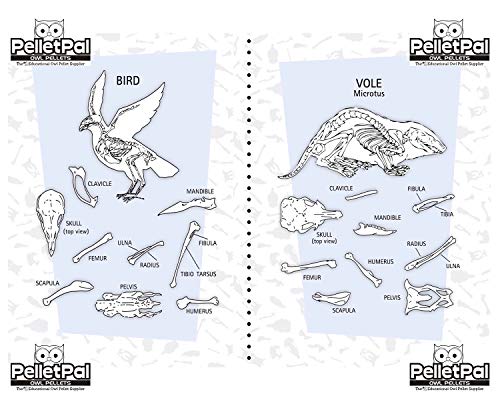 Pelotes de réjection de rapaces kit dissection avec poster anatomique et outils de tri