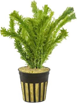 Anacharis Egeria Densa Bunch - Fast Growing Linear & Whorled Leaves - Background Positioning - All Natural & Organic Aquatic Plant - Long Lasting & Easy to Care - 2 Inch Pot