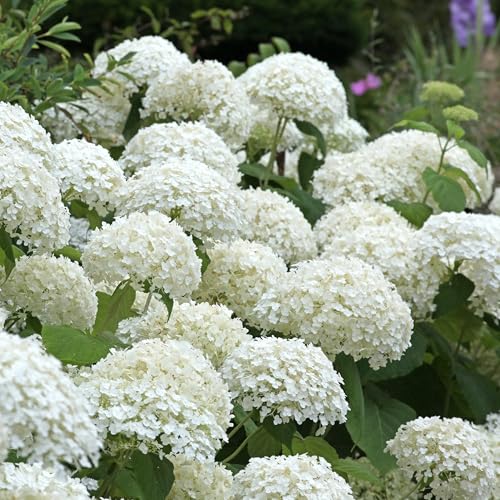 Signs to Start Pruning, Killing Creeping Charlie, Identifying Crab Grass