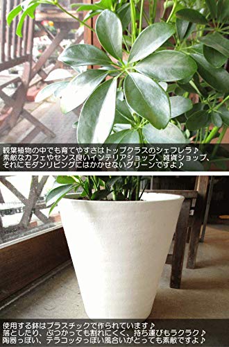 Amazon｜シェフレラ ホンコンカポック 8号鉢サイズ 白色