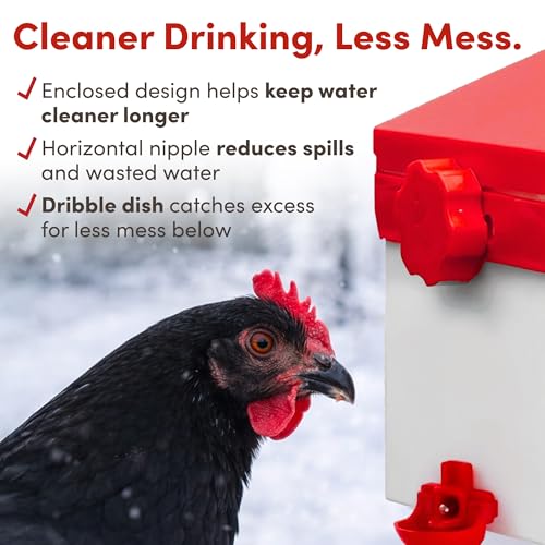 RentACoop Chick2Chicken 2.5lb Medium Port Feeder and 64oz Drinker Set by RentACoop - Used condition - Image 7