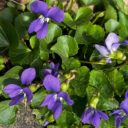 Visualization, spring plants and retreats! Podcast Por arte de portada