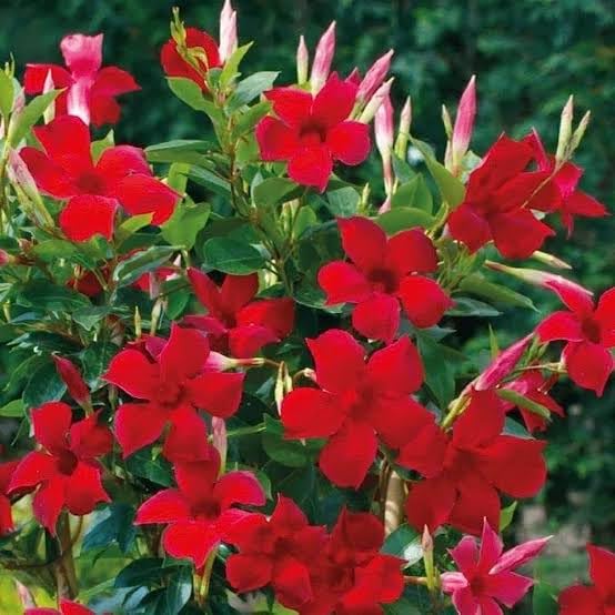 BISWAS PLANTS HOUSE Good Looking Mandevilla sanderi/Red Mandev Live Flower Live Plant (pack of-1 health flower plant) WB01 (B0CZ4FXPQG) Amazon Price History, Amazon Price Tracker
