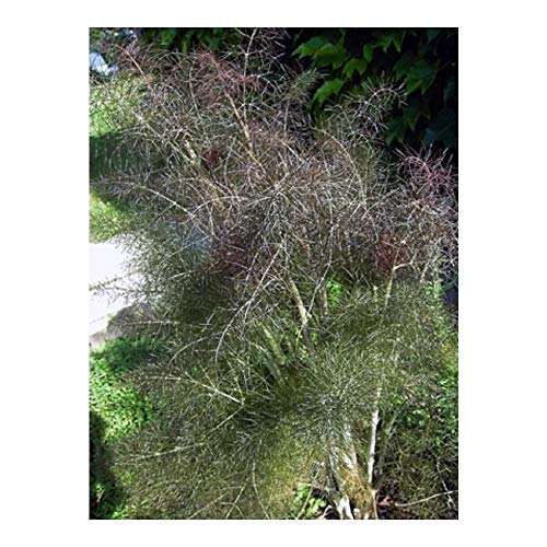 Premier Seeds Direct HRB43 Erba di semi di