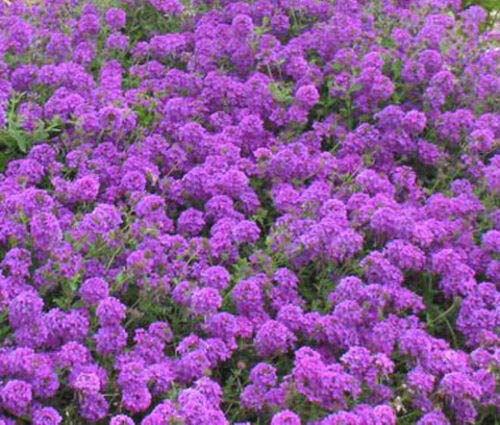 Moss Verbena Verbena Tenuisecta (PKD) - 3,00 Bulk Seeds