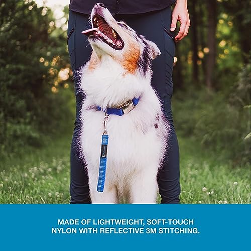 Blue9 Reflective Dog Training Leash 9 Inch Tab Lead with 3m Reflective Stitching for Obedience Recall and Agility Training Made in the Usa Blue  Cucciolini Doodles Blue 9 reflective dog training leash 9 inch tab lead with 3m reflective stitching for obedience recall and agility training made in the usa blue   cucciolini doodles